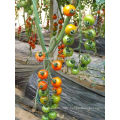 TY03 Huangjin f1 hybrid round yellow cherry tomato seeds greenhouse planting